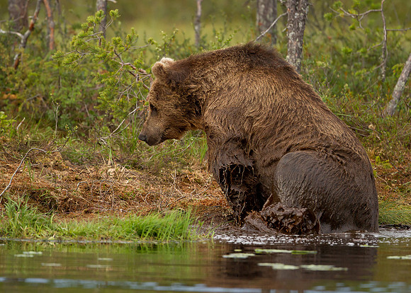 Eurasian Brown Bear in Water