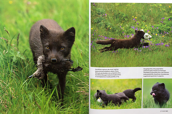 Arctic Foxes in Lithuanian magazine "GEO Lietuva" (Part 3)