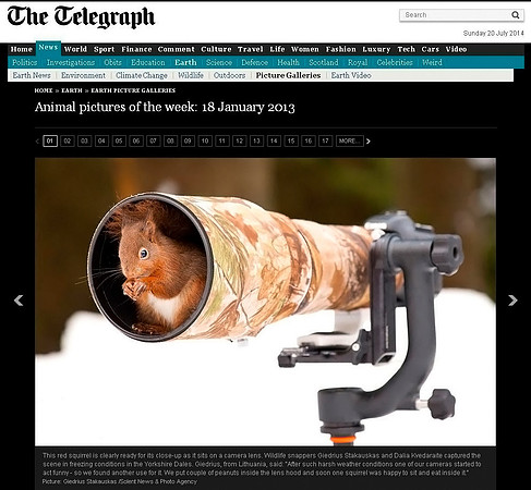 Animal Picture of the Week in "The Telegraph Online"