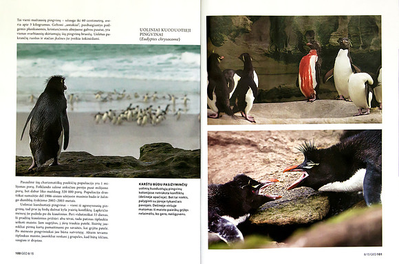 Article about penguins in Lithuanian magazine "GEO Lietuva" (Part 3)