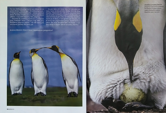 Article about penguins in Lithuanian magazine "GEO Lietuva" (Part 2)