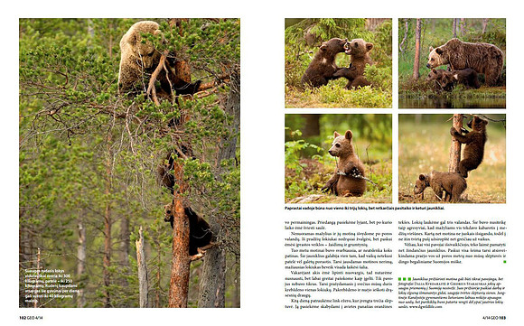 Brown Bears in Lithuanian magazine "GEO Lietuva" (Part 3)