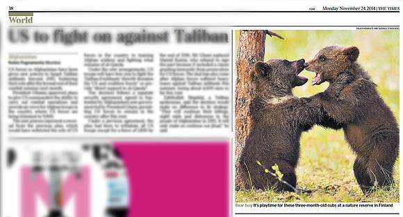 Brown Bear Cubs in "The Times" newspaper