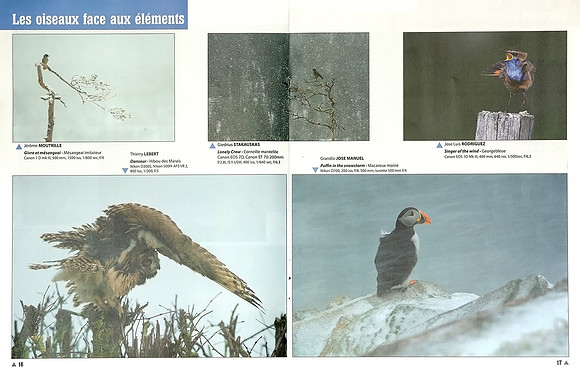 Picture of Hooded Crow  top ten at Festival de l'Oiseau et de la Nature