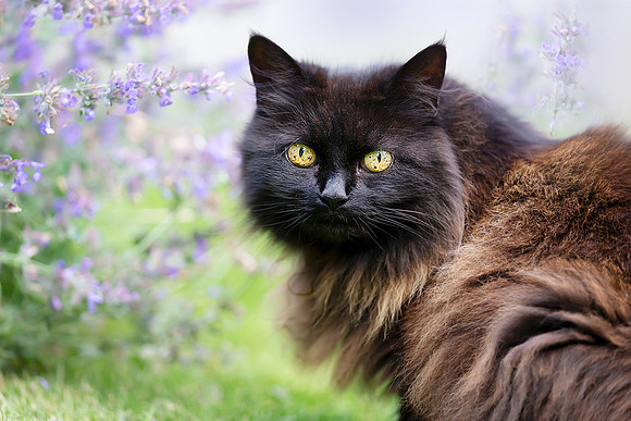 Portrait of a cute black cat with yellow eyes standing near a bl