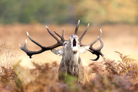 Red Deer Stag Bellowing