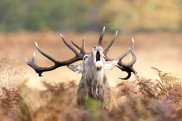 Red Deer Stag Bellowing