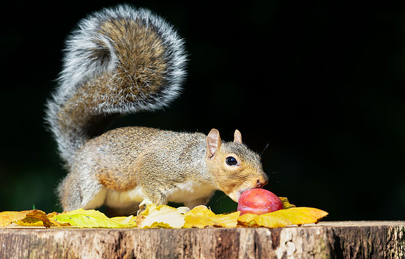 Portrait of a grey squirrel eating red plum on a tree stump in a