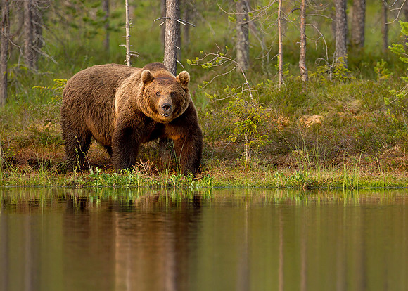 Brown Bears by Water