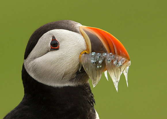 Portrait of Atlantic Puffin. Published in various newspapers/magazines