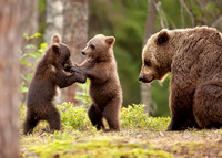 Eurasian Brown Bear Cubs Play-Fighting