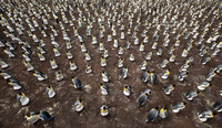 King Penguin Colony,  Falkland Islands
