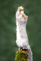 Cheeky Grey Squirrel