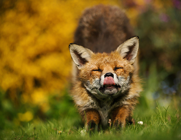 Sleepy Red Fox