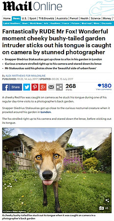Red Fox in 'Mail Online' (Part 1)