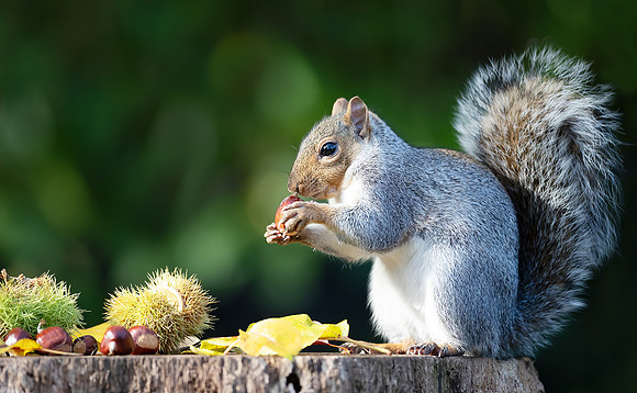 Grey squirrel eating sweet chestnut fruit in autumn