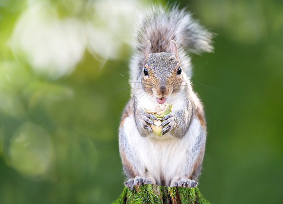 Grey squirrel eating green hazelnuts on a mossy tree stump