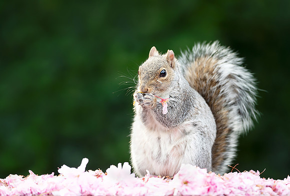 Grey Squirrel and Cheerry blossoms