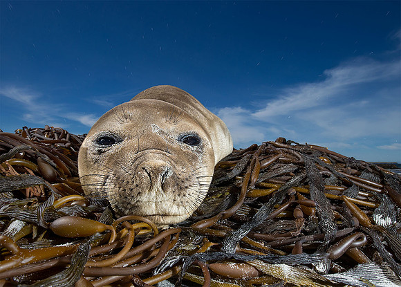 Portrait of an Elephant Seal Pup. Published in newspapers