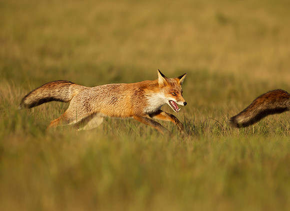 Fox Chase