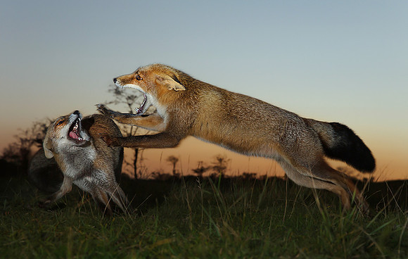 Fox Fighting