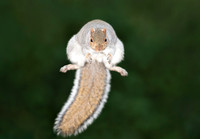 Close-up of a Grey Squirrel Jumping