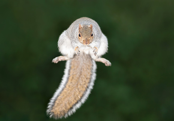 Close-up of a Grey Squirrel Jumping