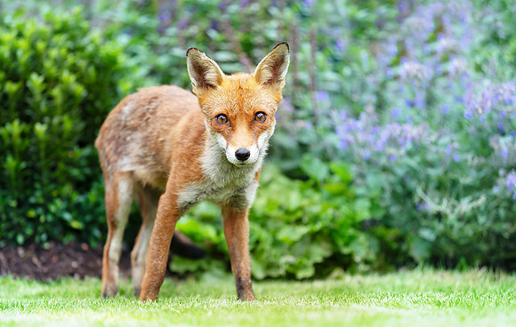 Portrait of a cute red fox cub standing on a green grass in a ga