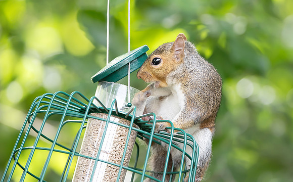Grey squirrel eating sunflower seeds on a bird feeder