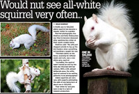 Albino Squirrel in Irish Daily Star