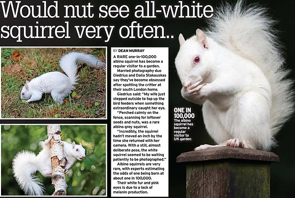 Albino Squirrel in Irish Daily Star