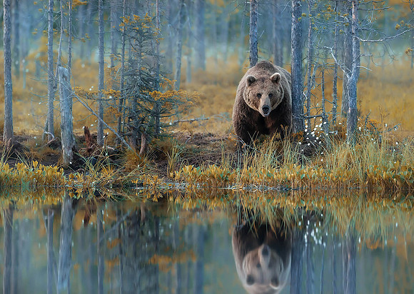 Brown Bear in Finland