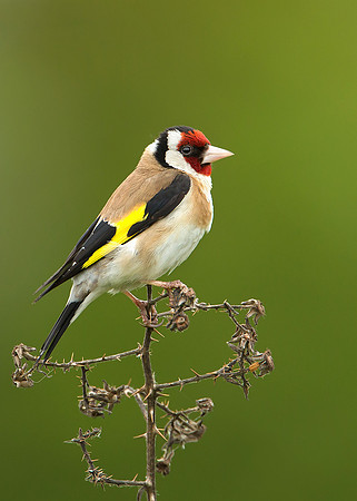 European goldfinch
