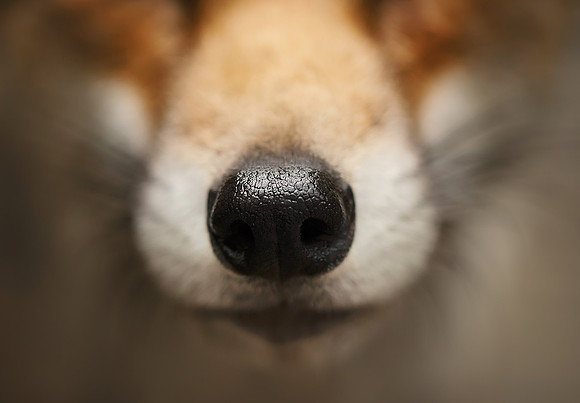Nose of a Red Fox