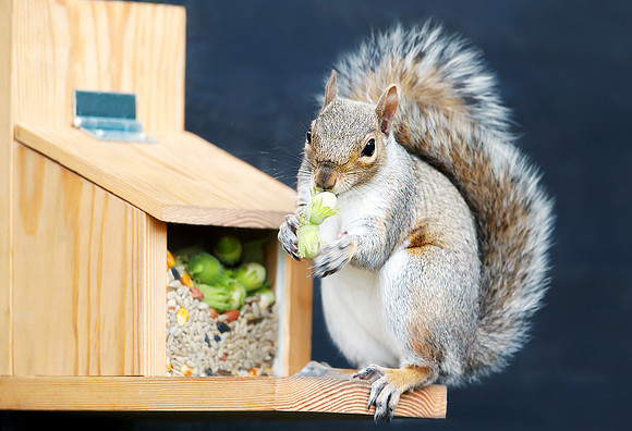 Portrait of a grey squirrel eating green hazelnut on a squirrel