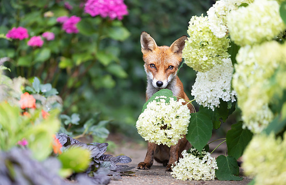 Portrait of a cute red fox cub sitting in a flower garden