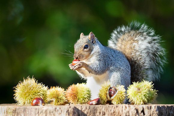 Grey squirrel eating sweet chestnut fruit on a tree stump in aut