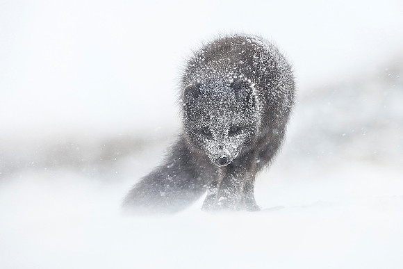 Fox in Snowstorm