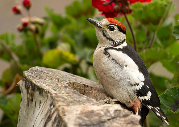 Woodpecher in late Spring