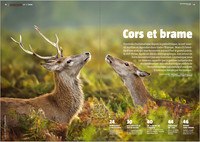 Red Deer in LaSalamandre magazine