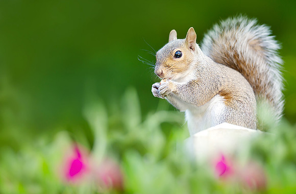 Portrait of a cute grey squirrel eating nut on a garden fence po
