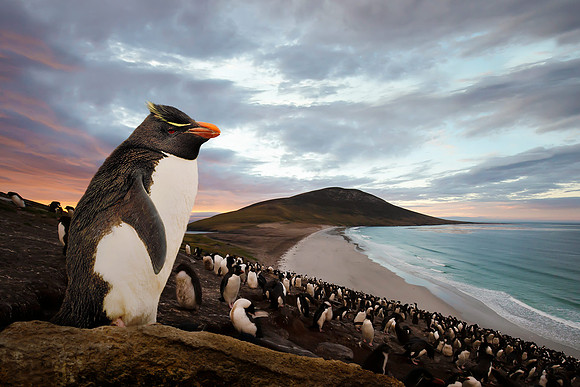 Gentoo Penguin at Sunset