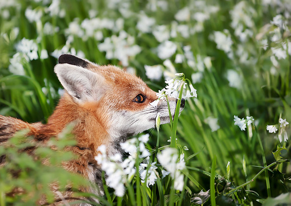 Red Fox in Spring