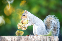 Grey Squirrel and Sweet Chestnut Fruits