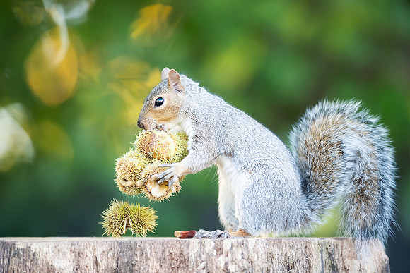 Grey Squirrel and Sweet Chestnut Fruits