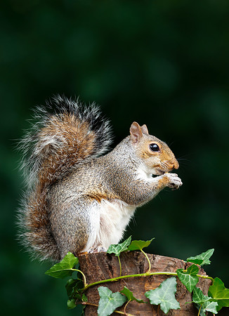 Portrait of a grey squirrel eating nut on a tree stump