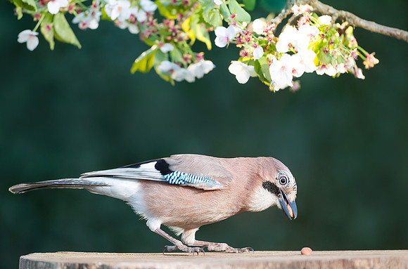 Jay in Spring