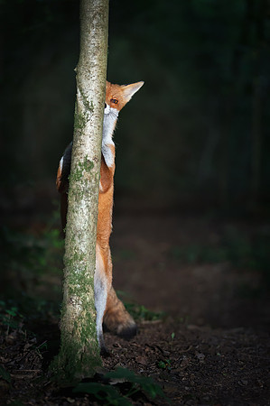 Cute Fox