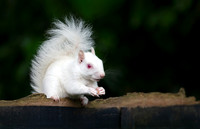 Cute Albino Squirrel