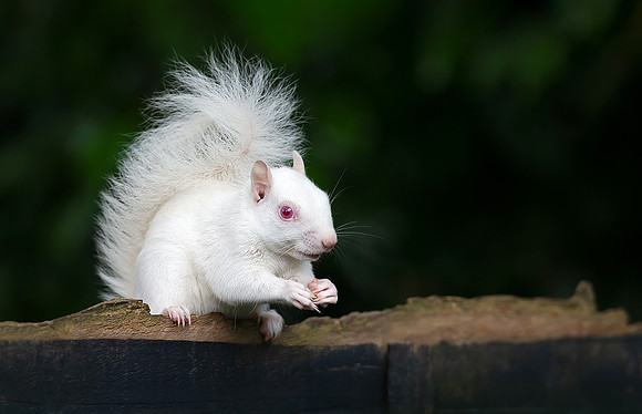 Cute Albino Squirrel